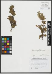 Foto von Salix serpyllifolia Scop.